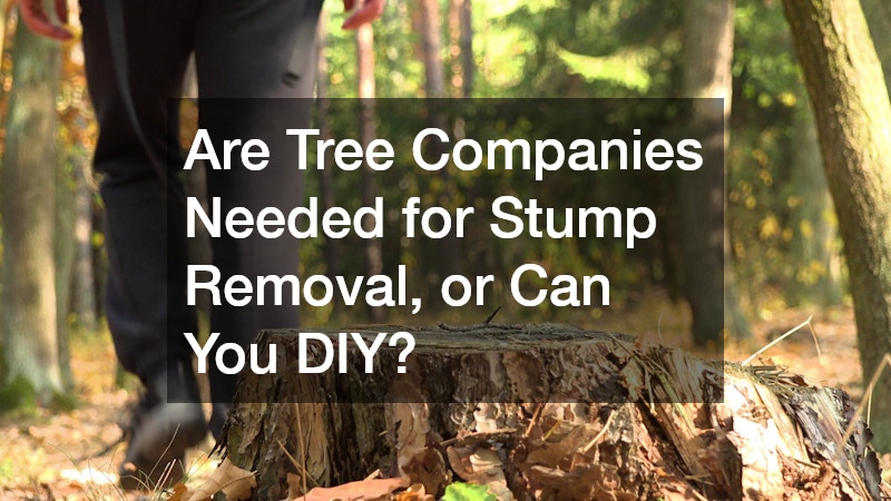 Are Tree Companies Needed for Stump Removal, or Can You DIY?